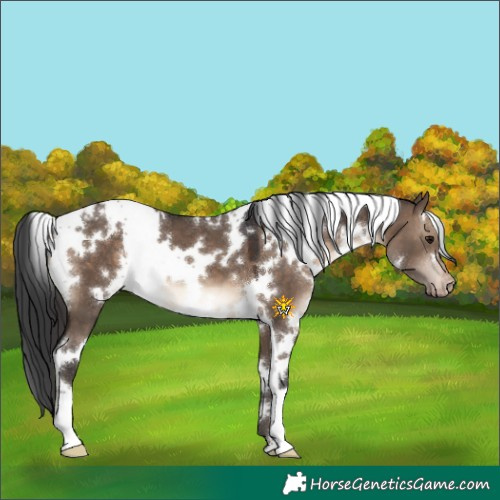 Horse Color:White Spotted Brown Dun Appaloosa