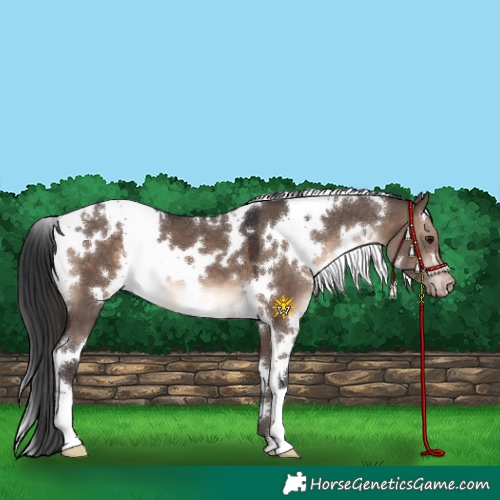 Horse Color:White Spotted Brown Dun Appaloosa 