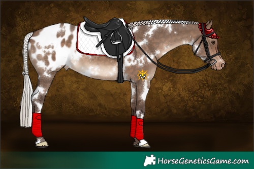 Horse Color:White Spotted Silver Brown Dun Appaloosa 