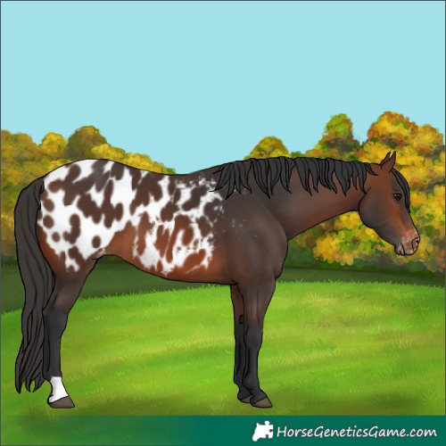Horse Color:Brown Near Leopard