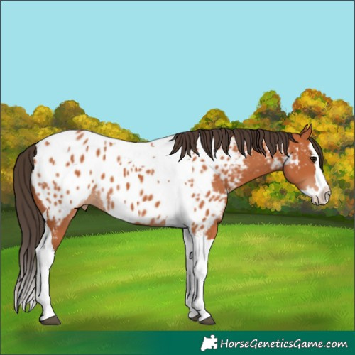 Horse Color:Bay Splash Tobiano Near Leopard 