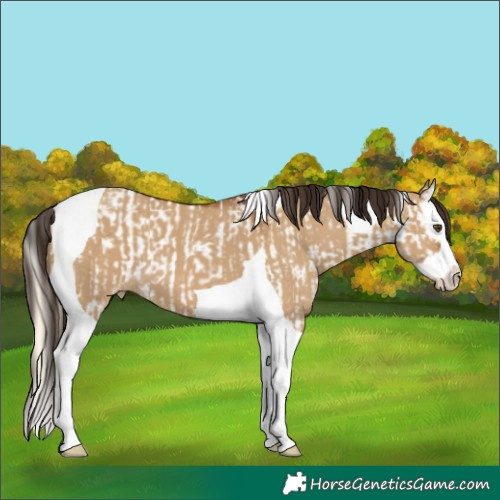 Horse Color:Palomino Roan Dun Splash Leopard and Gray Bay Dun Splash Tobiano Varnish