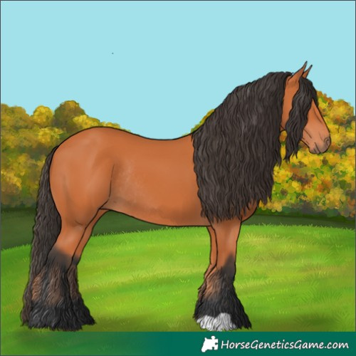 Horse Color:Bay Rabicano