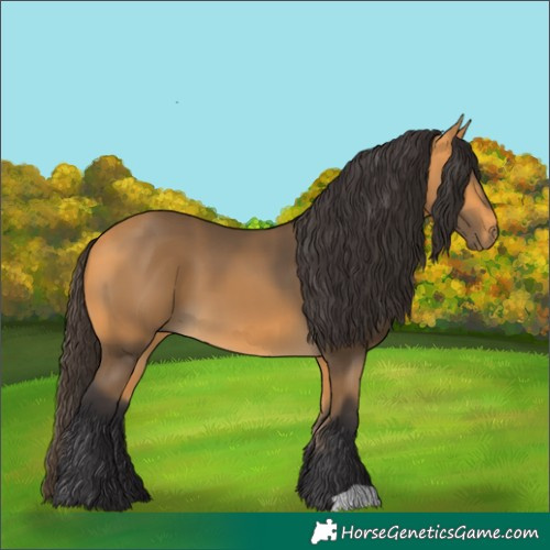 Horse Color:Buckskin 