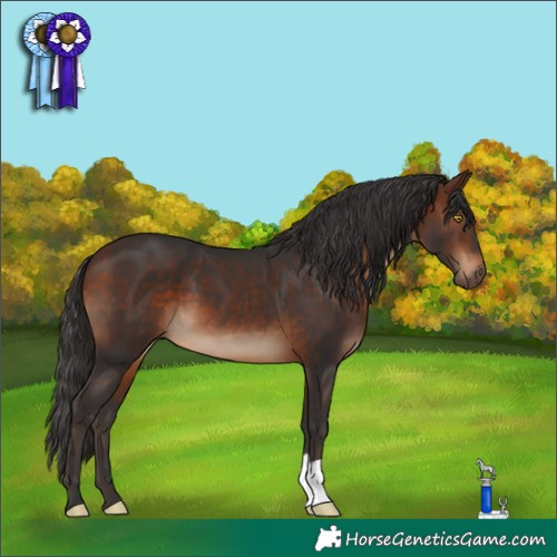 Horse Color:Bay 