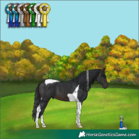 Horse Color:Brown Tobiano