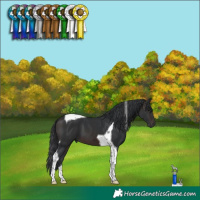 Horse Color:Brown Tobiano 