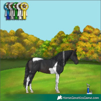 Horse Color:Brown Tobiano 