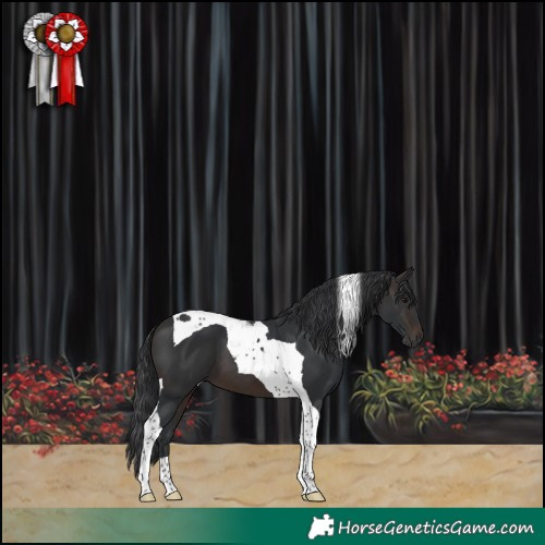 Horse Color:Brown Tobiano 