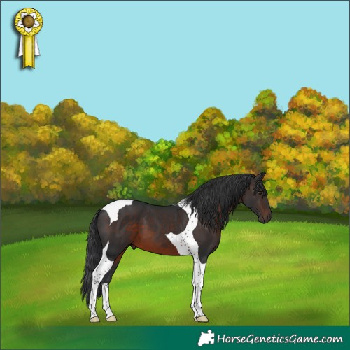 Horse Color:Brown Tobiano 