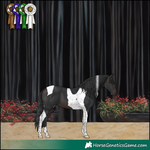 Horse Color:Brown Tobiano 