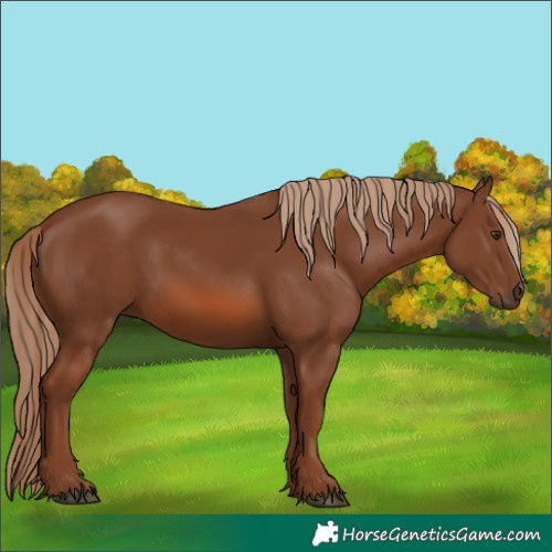 Horse Color:Chestnut 