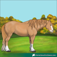 Horse Color:Chestnut Splash