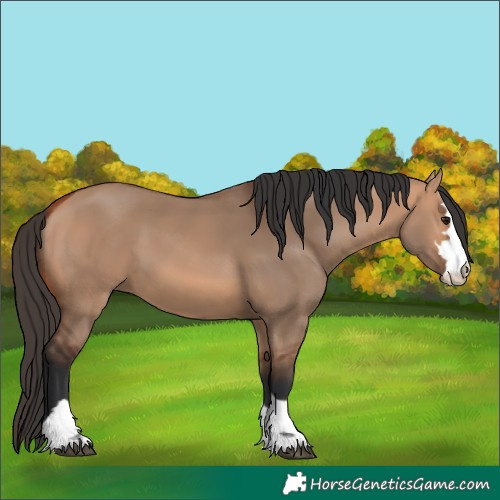 Horse Color:Bay Dun 