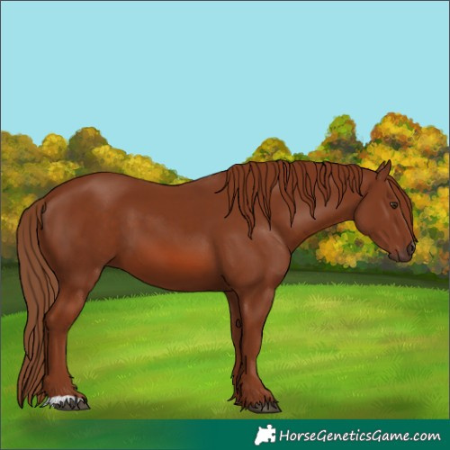 Horse Color:Chestnut 