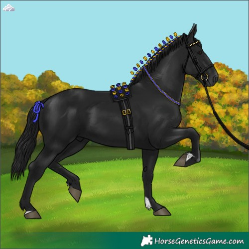 Horse Color:Gray Black 