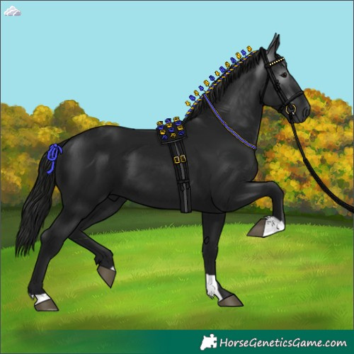 Horse Color:Gray Black 