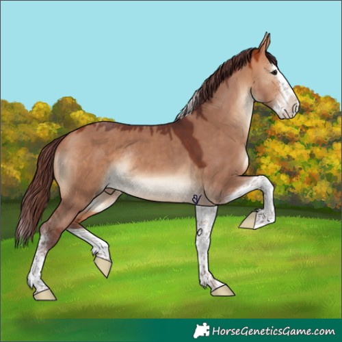 Horse Color:Chocolate Bay Dun Splash Tobiano Rabicano