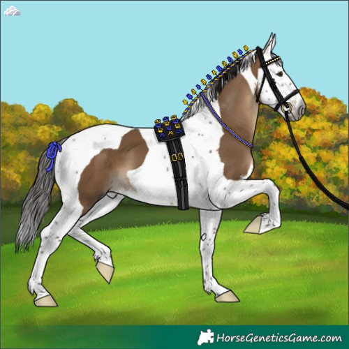 Horse Color:Gray Brown Dun Splash Tobiano