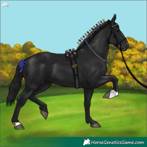 Horse Color:Gray Black 