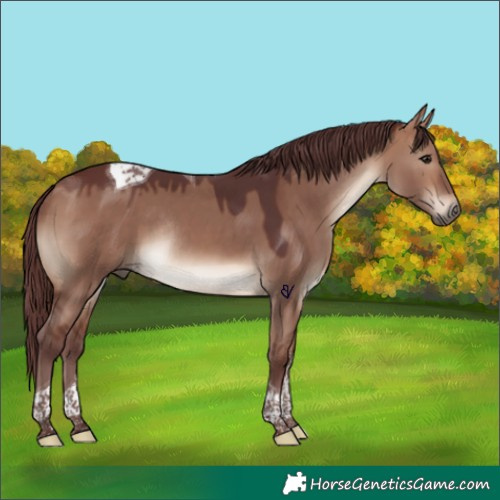 Horse Color:Chocolate Brown Dun Tobiano Rabicano 