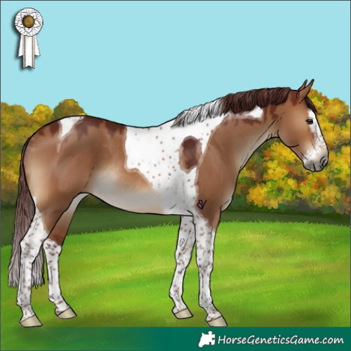 Horse Color:Gray Chocolate Bay Dun Splash Tobiano Rabicano 