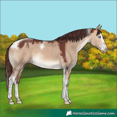 Horse Color:Chocolate Bay Dun Splash Tobiano Rabicano 