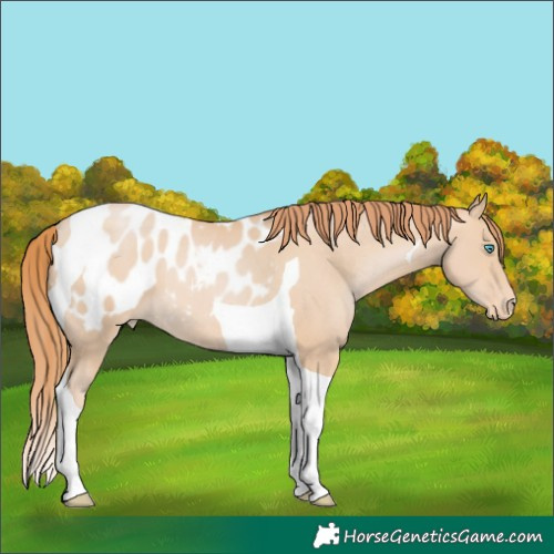 Horse Color:Buckskin Pearl Tobiano Appaloosa