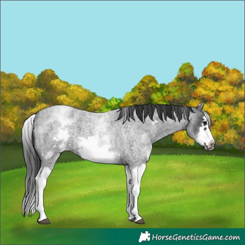 Horse Color:Unknown 
