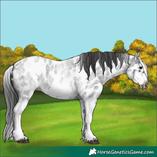 Horse Color:White Spotted Blue Roan Splash Frame Appaloosa 