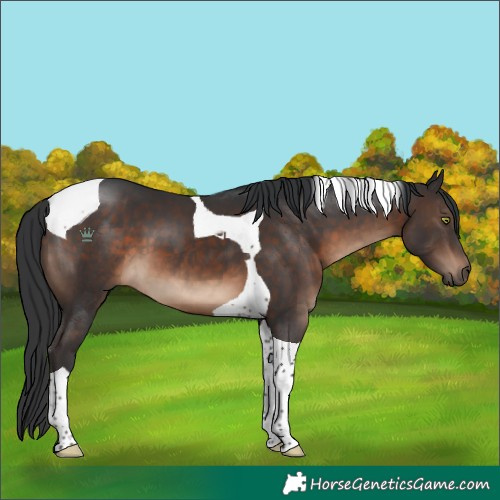 Horse Color:Brown Tobiano 