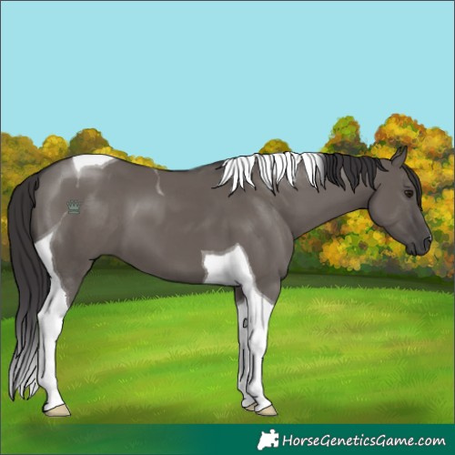 Horse Color:Smoky Grullo Tobiano 