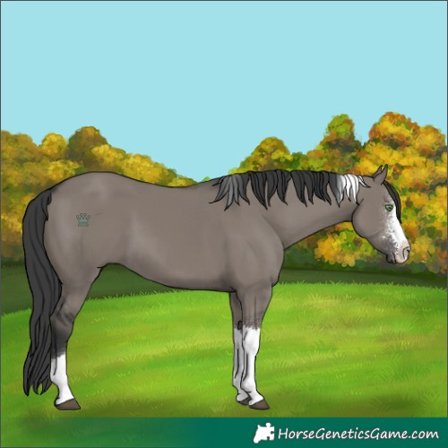 Horse Color:Grullo Sabino Tobiano 