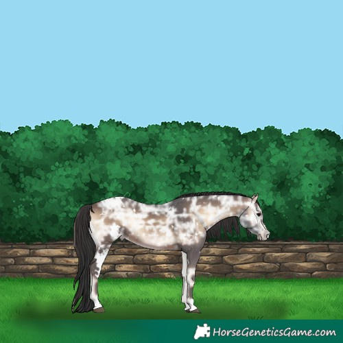 Horse Color:White Spotted Brown Ice Onyx Rabicano