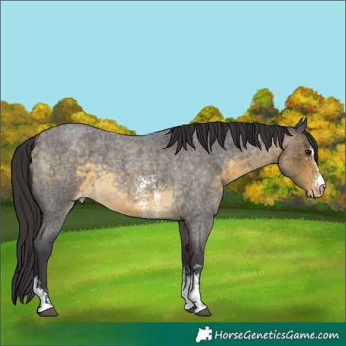 Horse Color:Buckskin Roan Sabino Appaloosa Rabicano 