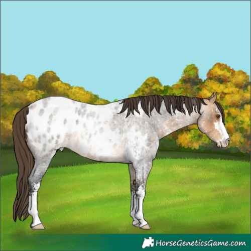 Horse Color:Buckskin Roan Sabino Appaloosa Rabicano