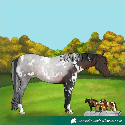 Horse Color:White Spotted Brown 