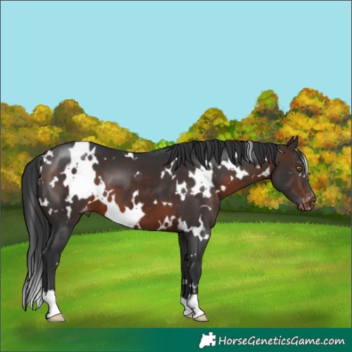 Horse Color:White Spotted Bay Appaloosa 