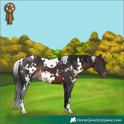 Horse Color:White Spotted Brown Appaloosa 