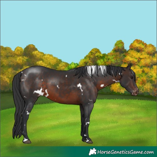 Horse Color:White Spotted Brown Appaloosa 