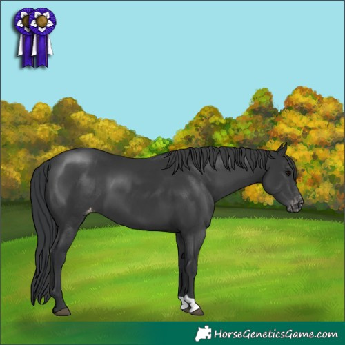 Horse Color:Black Appaloosa 