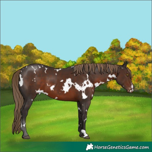Horse Color:White Spotted Liver Chestnut Appaloosa 