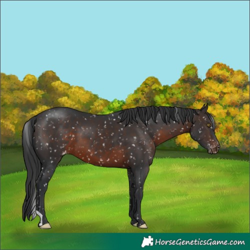 Horse Color:Brown Appaloosa 