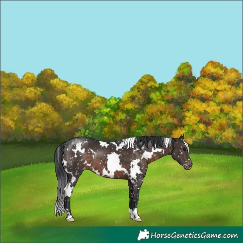 Horse Color:White Spotted Brown Appaloosa 