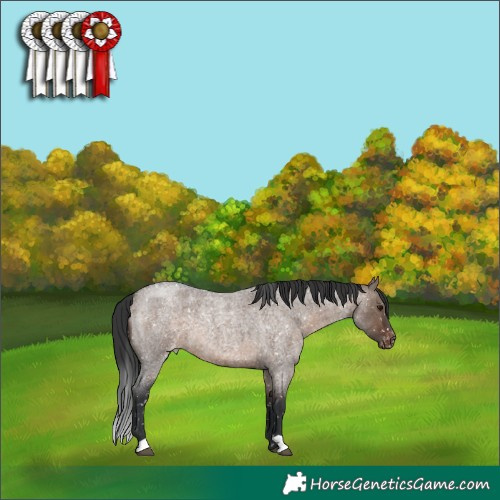 Horse Color:Brown Roan Dun Appaloosa 