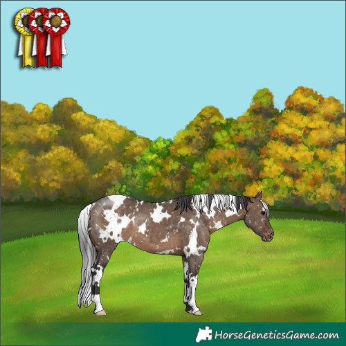 Horse Color:White Spotted Brown Dun Appaloosa 