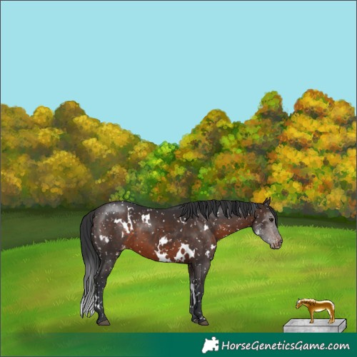 Horse Color:White Spotted Brown Appaloosa 