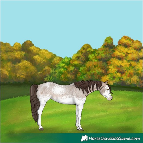 Horse Color:White Spotted Brown Roan Dun Appaloosa 