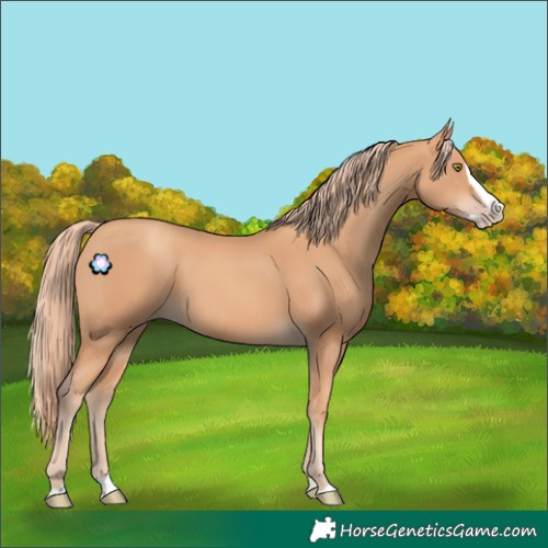 Horse Color:Gold Champagne Splash 