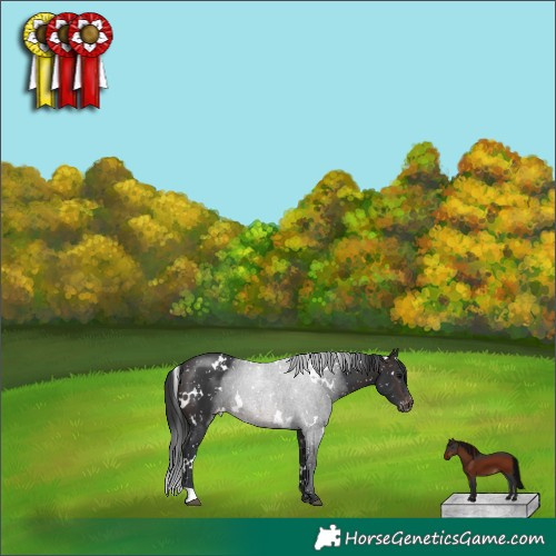 Horse Color:White Spotted Brown Appaloosa 